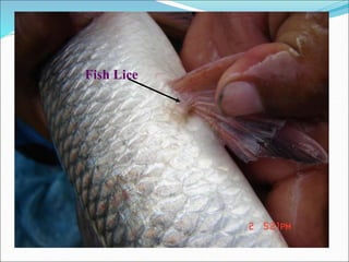 Lecture on Fish diseases.ppt