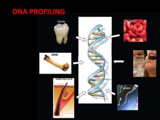 DNA PROFILING
 