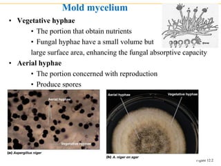 Lecture on fungi Part-I.pdf