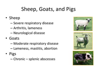 Sheep Abscess lecture on melioidosis 04-08-21.pptx