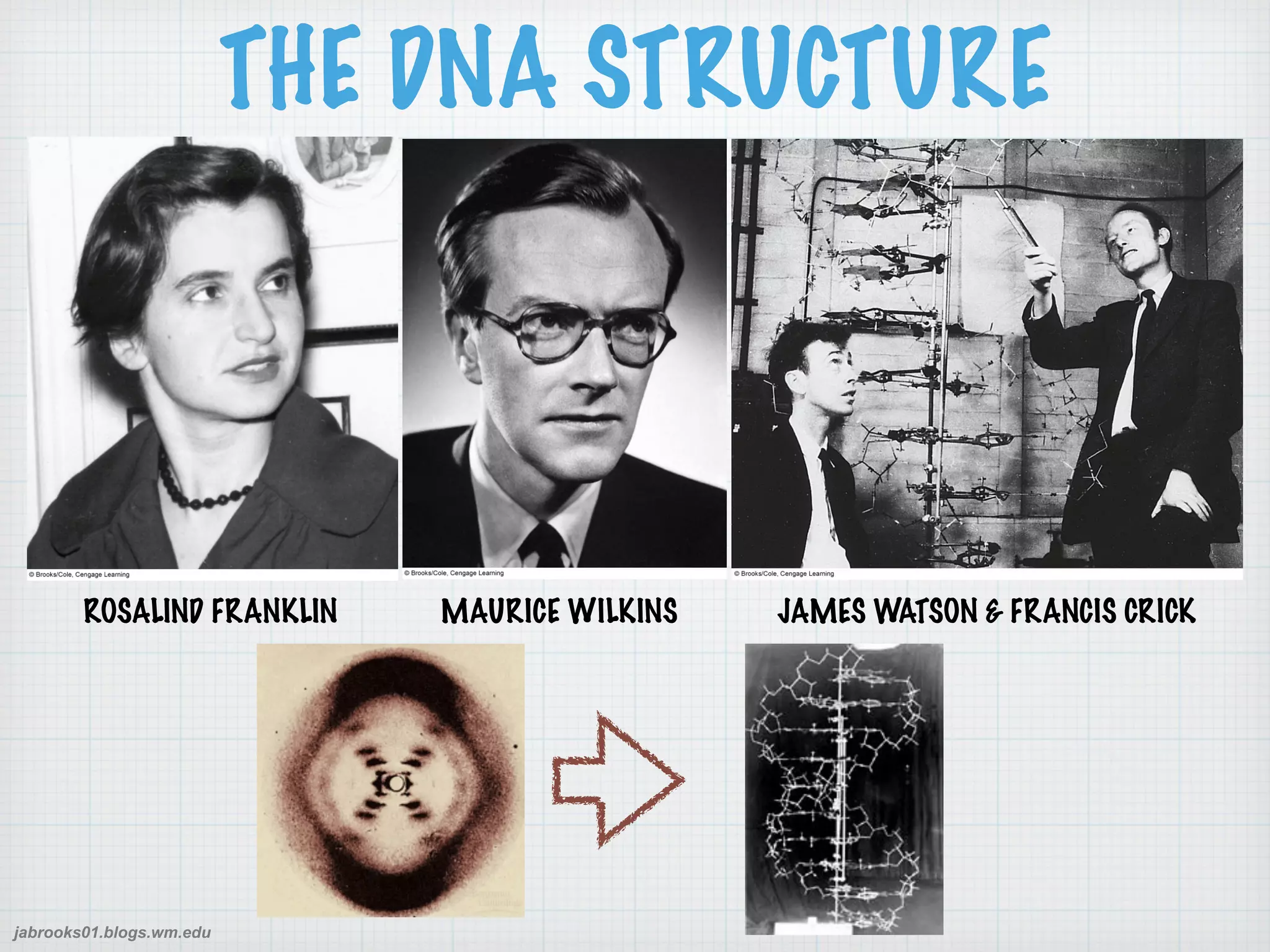 jabrooks01.blogs.wm.edu 
THE DNA STRUCTURE 
ROSALIND FRANKLIN MAURICE WILKINS JAMES WATSON & FRANCIS CRICK 
 