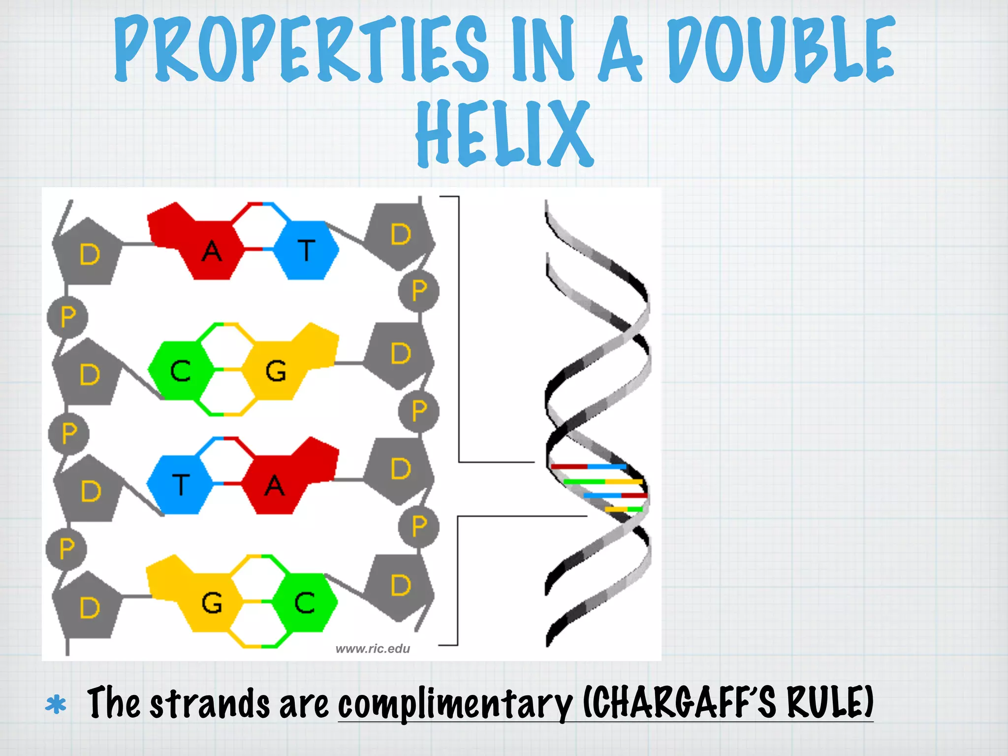 PROPERTIES IN A DOUBLE 
HELIX 
www.ric.edu 
The strands are complimentary (CHARGAFF’S RULE) 
 