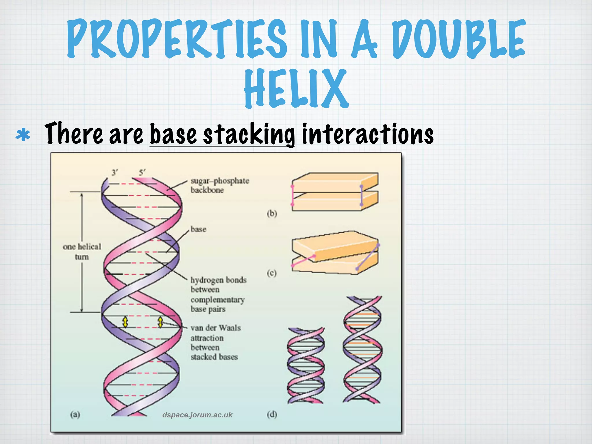 PROPERTIES IN A DOUBLE 
HELIX 
There are base stacking interactions 
dspace.jorum.ac.uk 
 