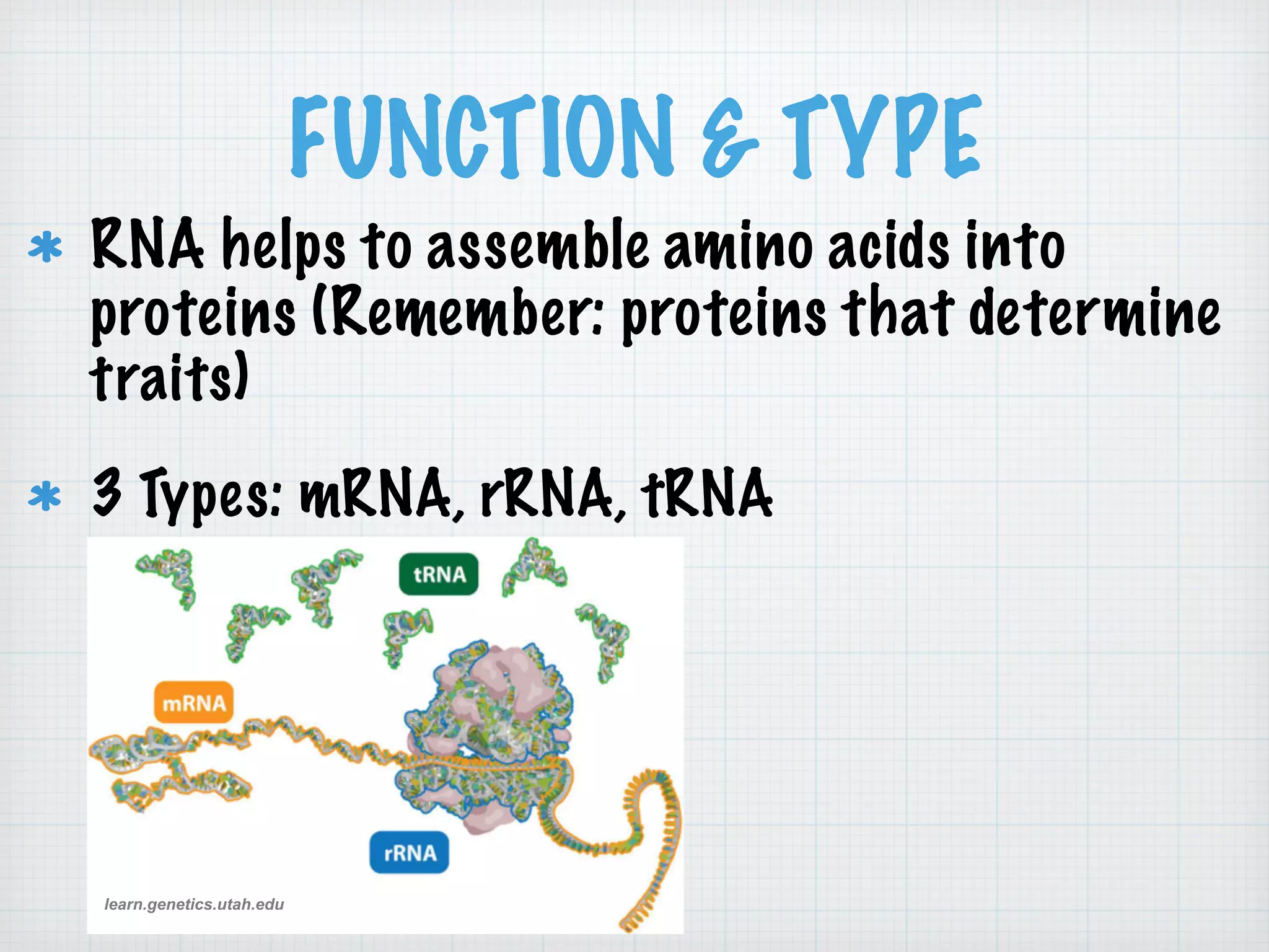 FUNCTION & TYPE 
RNA helps to assemble amino acids into 
proteins (Remember: proteins that determine 
traits) 
3 Types: mRNA, rRNA, tRNA 
learn.genetics.utah.edu 
 