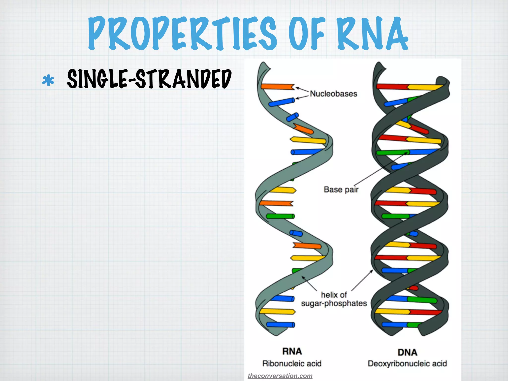 PROPERTIES OF RNA 
SINGLE-STRANDED 
theconversation.com 
 