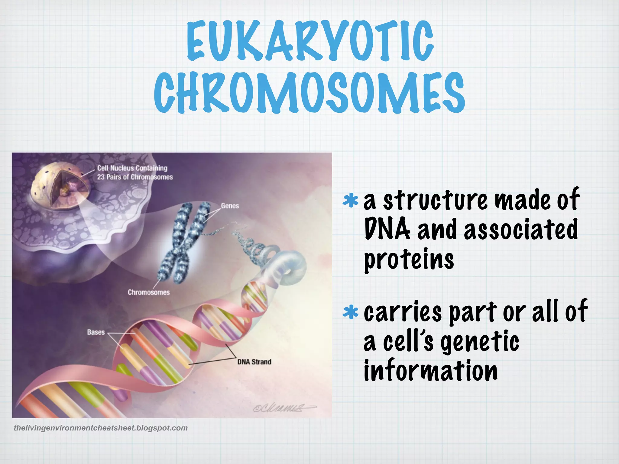EUKARYOTIC 
CHROMOSOMES 
a structure made of 
DNA and associated 
proteins 
carries part or all of 
a cell’s genetic 
information 
thelivingenvironmentcheatsheet.blogspot.com 
 
