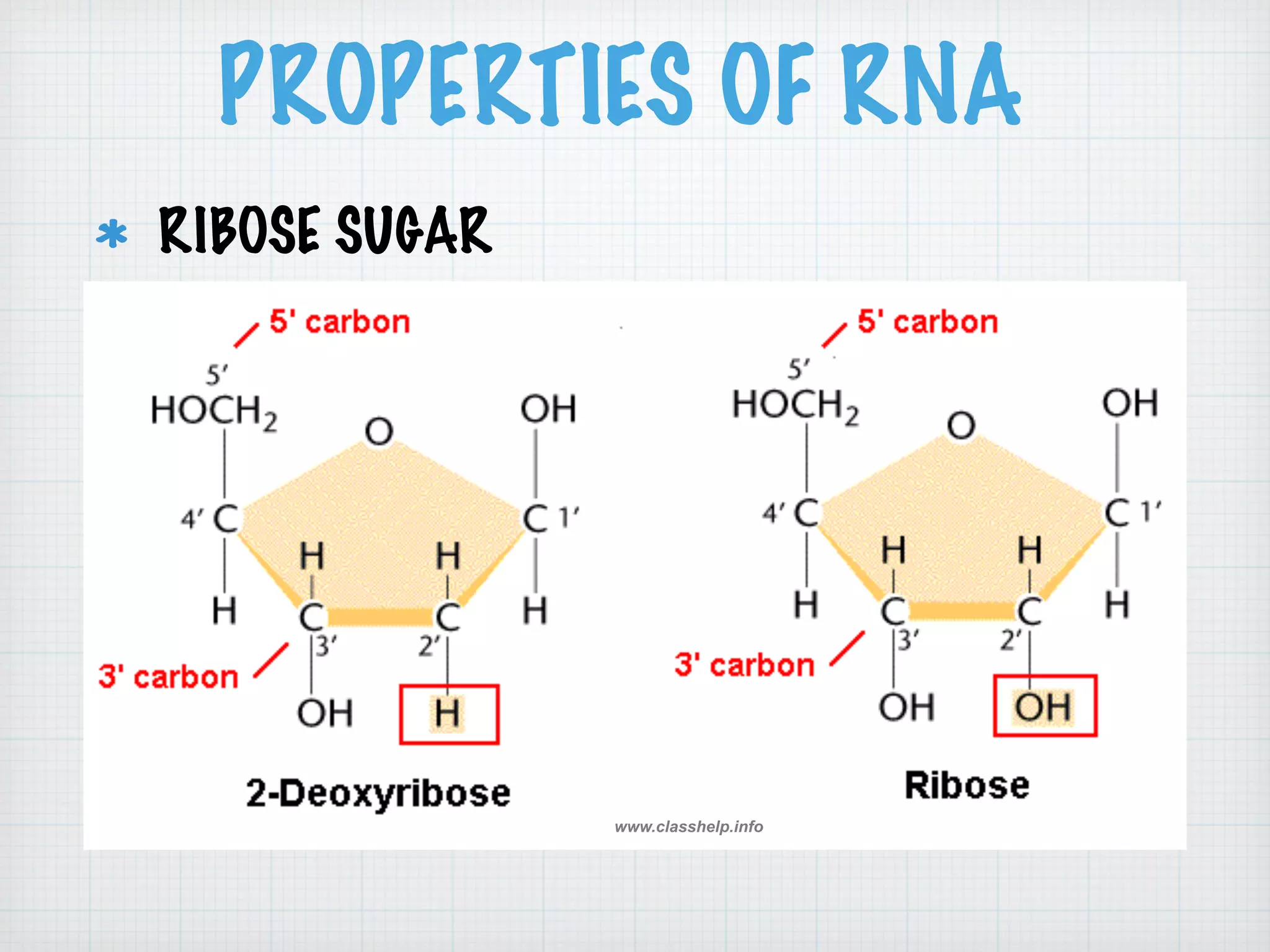 PROPERTIES OF RNA 
RIBOSE SUGAR 
www.classhelp.info 
 