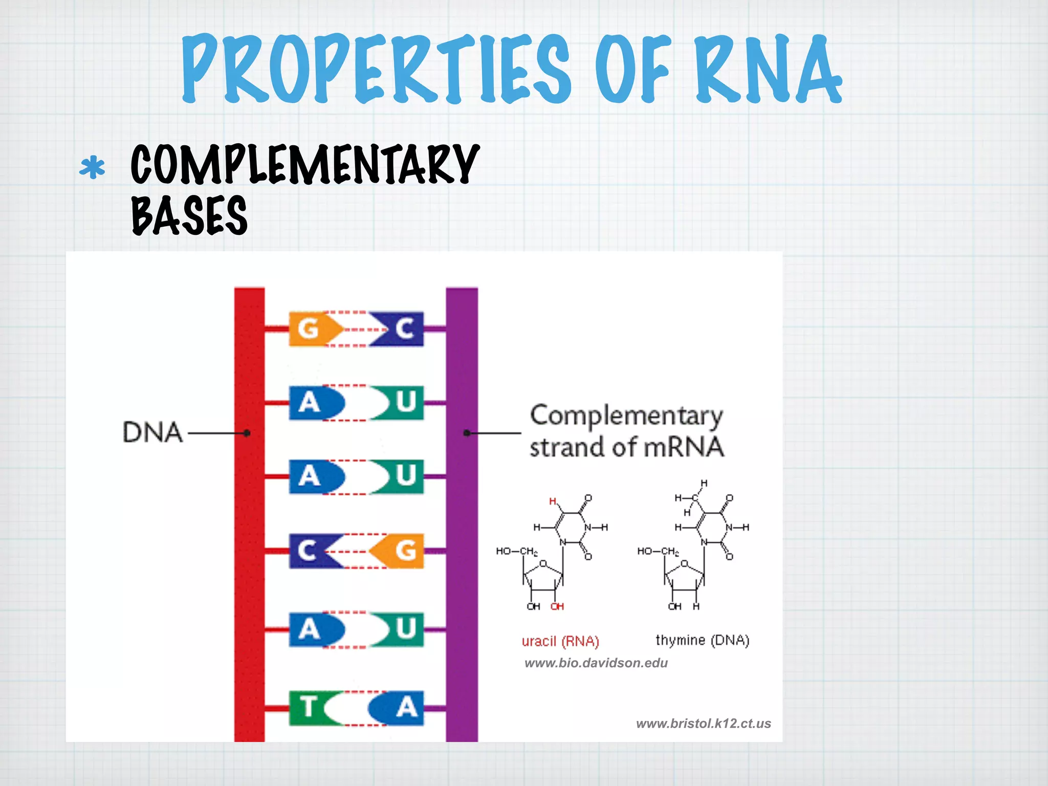 PROPERTIES OF RNA 
COMPLEMENTARY 
BASES 
www.bio.davidson.edu 
www.bristol.k12.ct.us 
 