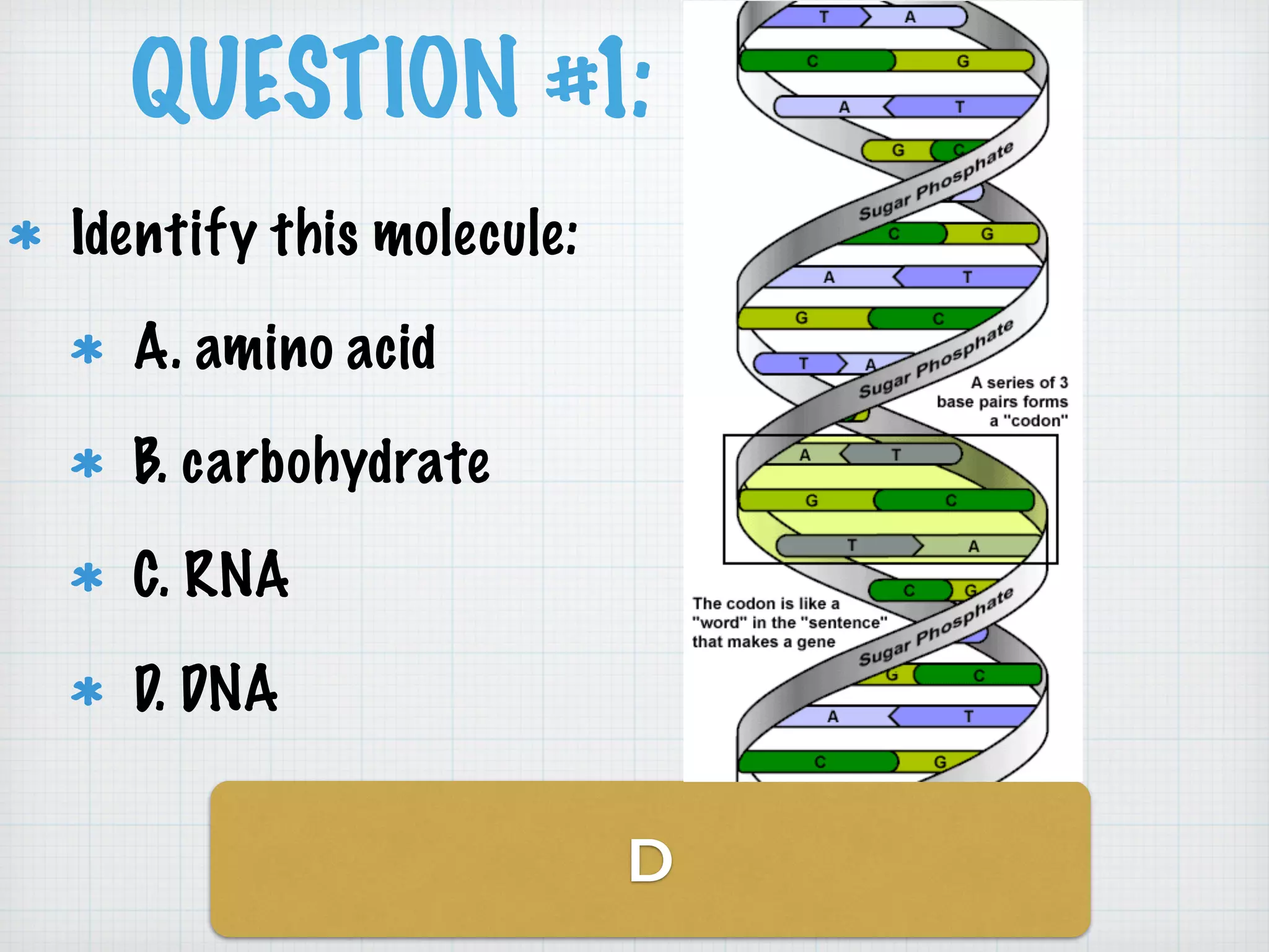 QUESTION #1: 
D 
Identify this molecule: 
A. amino acid 
B. carbohydrate 
C. RNA 
D. DNA 
 