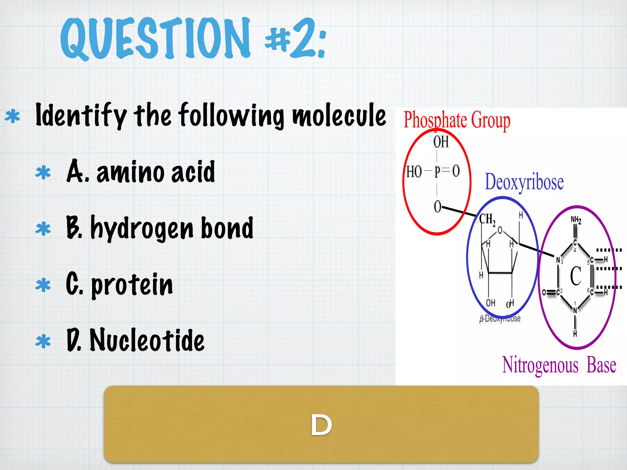 QUESTION #2: 
Identify the following molecule 
A. amino acid 
B. hydrogen bond 
C. protein 
D. Nucleotide 
D 
C 
Phosphate Group 
Deoxyribose 
CH2 
O 
Nitrogenous Base 
 