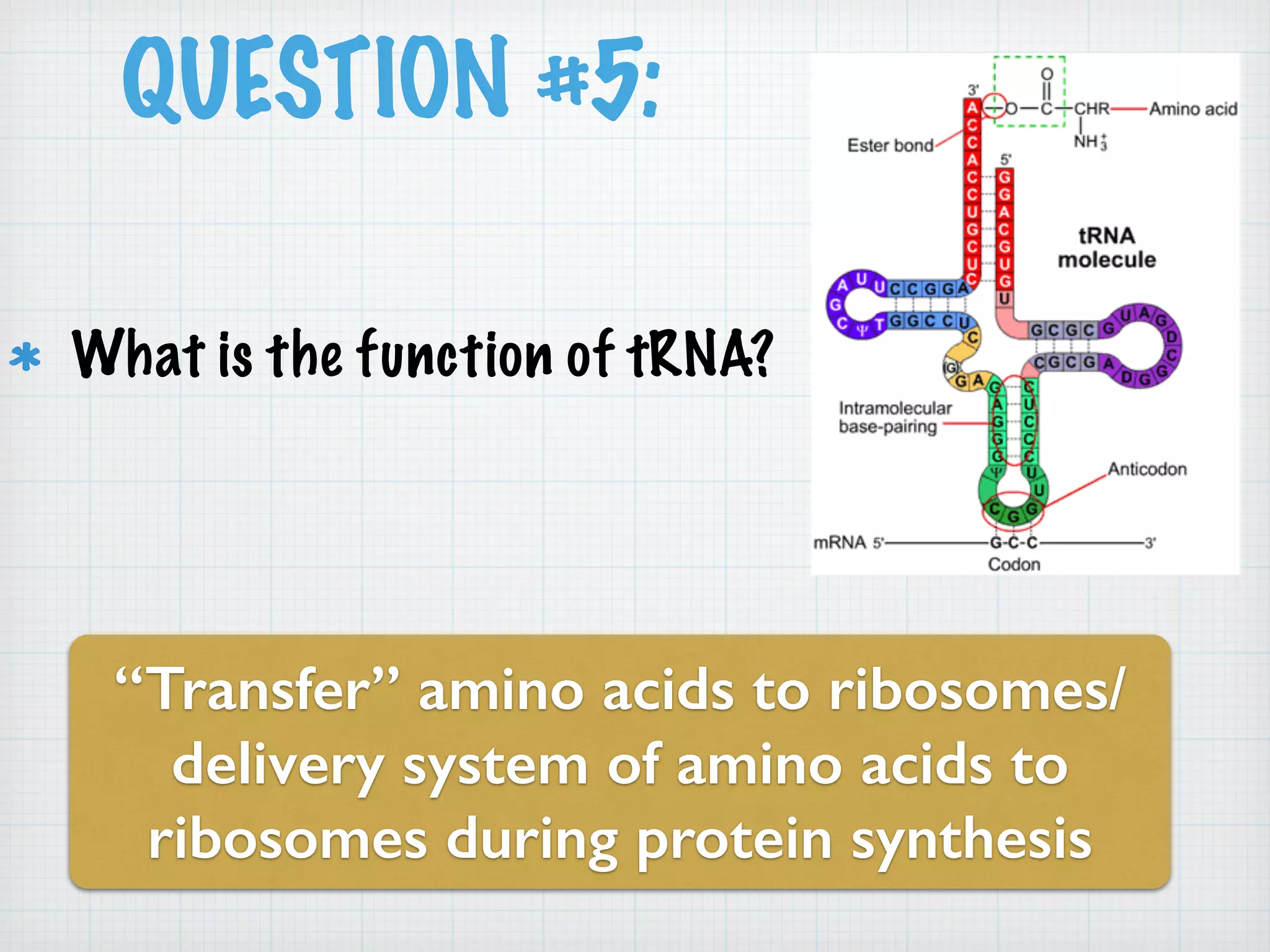 QUESTION #5: 
What is the function of tRNA? 
“Transfer” amino acids to ribosomes/ 
delivery system of amino acids to 
ribosomes during protein synthesis 
 