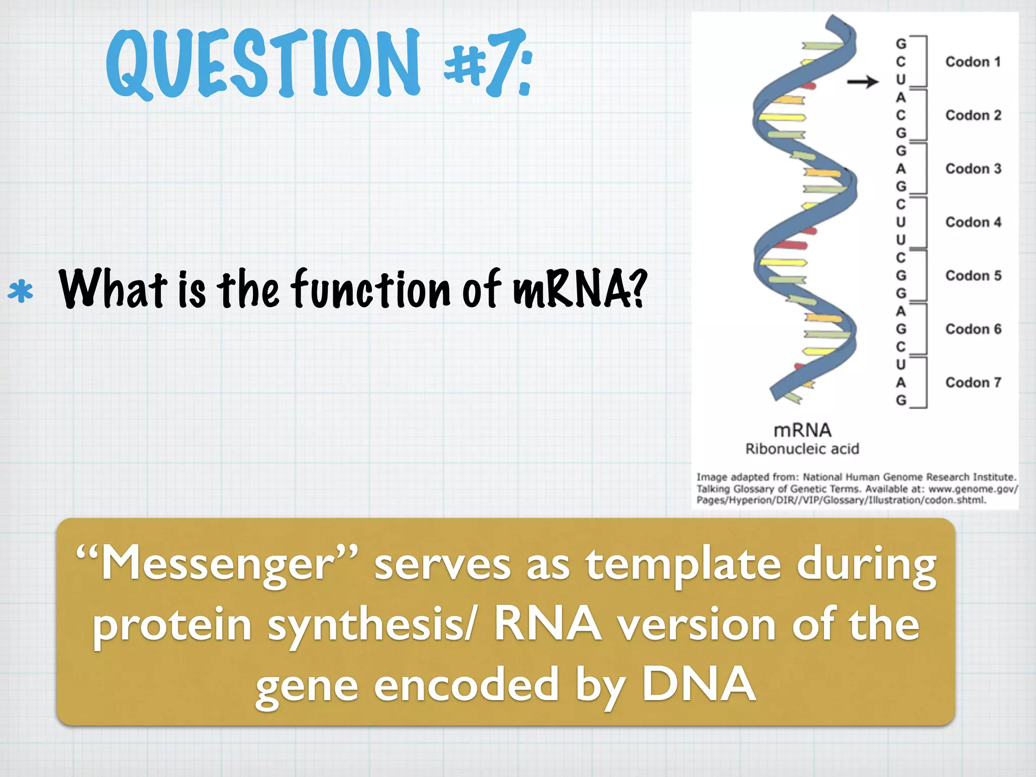 QUESTION #7: 
What is the function of mRNA? 
“Messenger” serves as template during 
protein synthesis/ RNA version of the 
gene encoded by DNA 
 