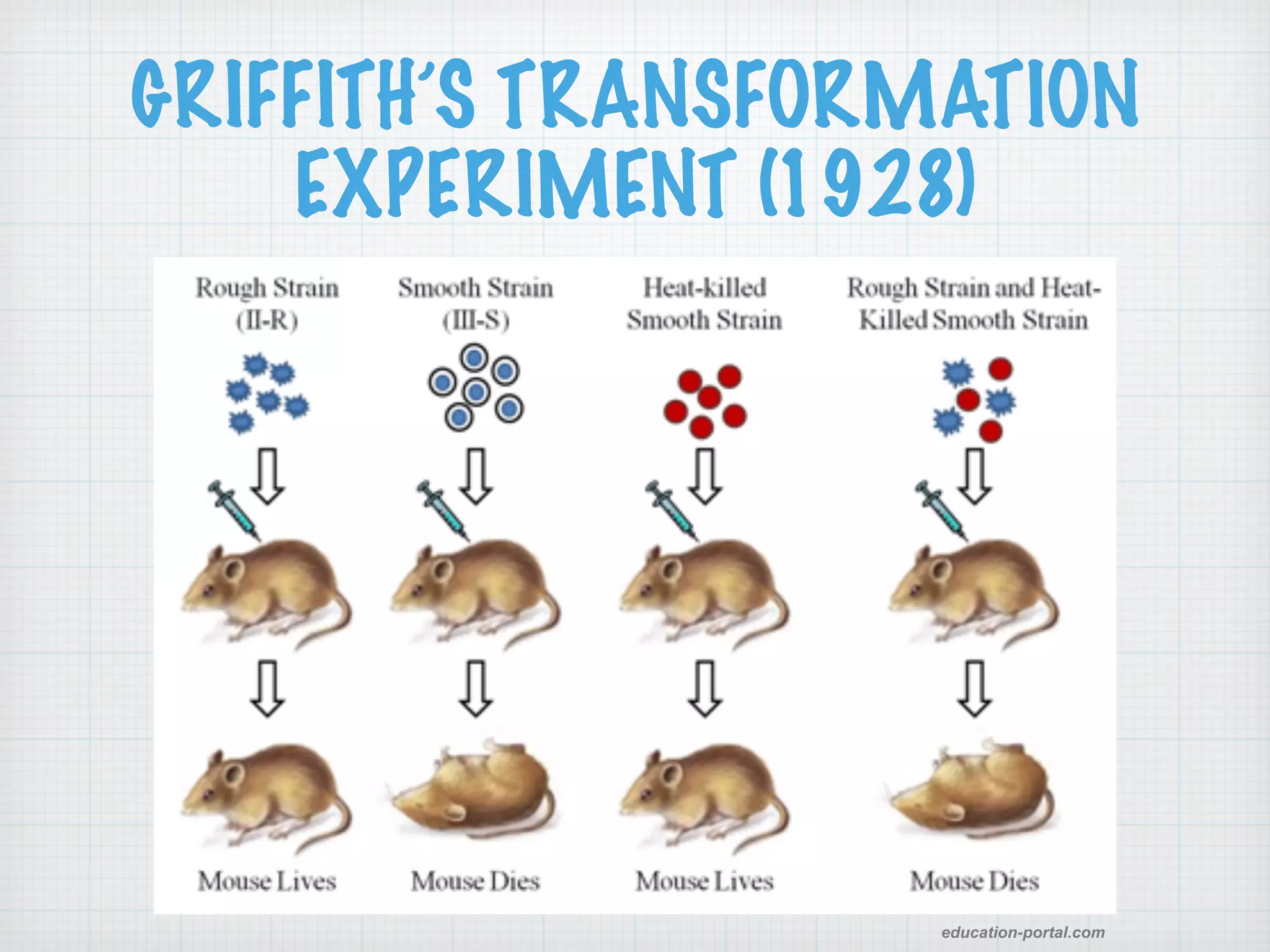 GRIFFITH’S TRANSFORMATION 
EXPERIMENT (1928) 
education-portal.com 
 