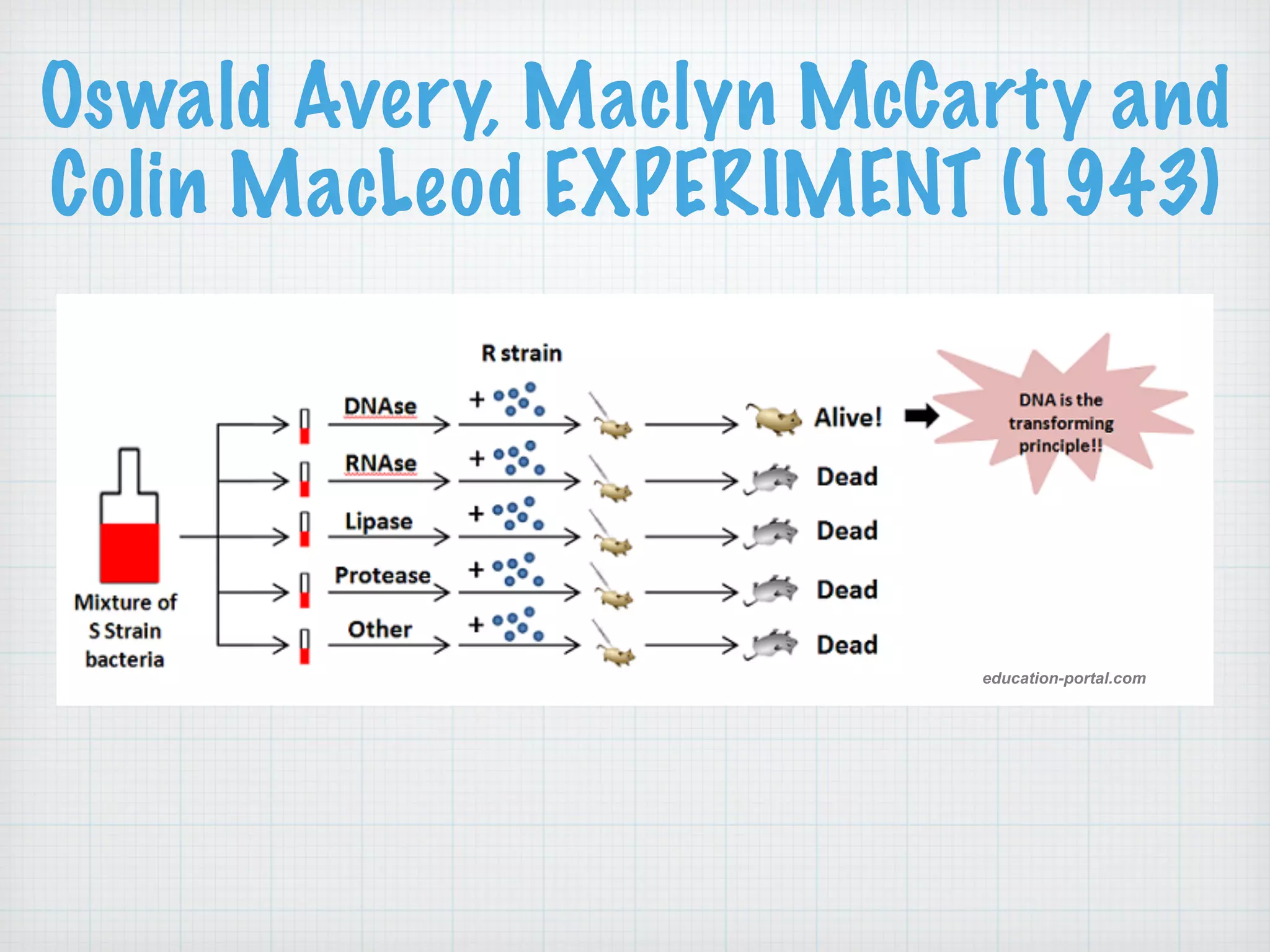 Oswald Avery, Maclyn McCarty and 
Colin MacLeod EXPERIMENT (1943) 
education-portal.com 
 