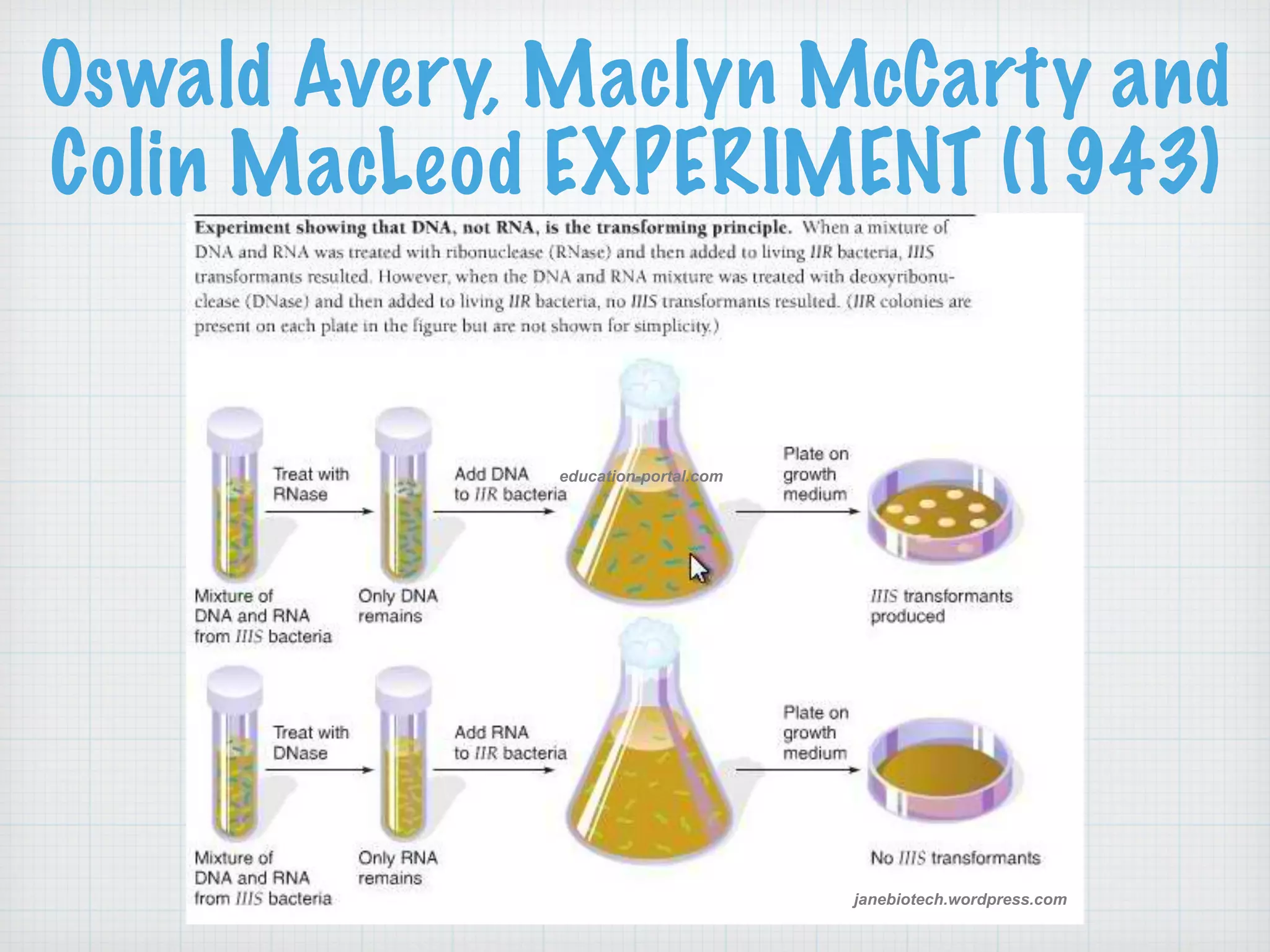 Oswald Avery, Maclyn McCarty and 
Colin MacLeod EXPERIMENT (1943) 
janebiotech.wordpress.com 
education-portal.com 
 