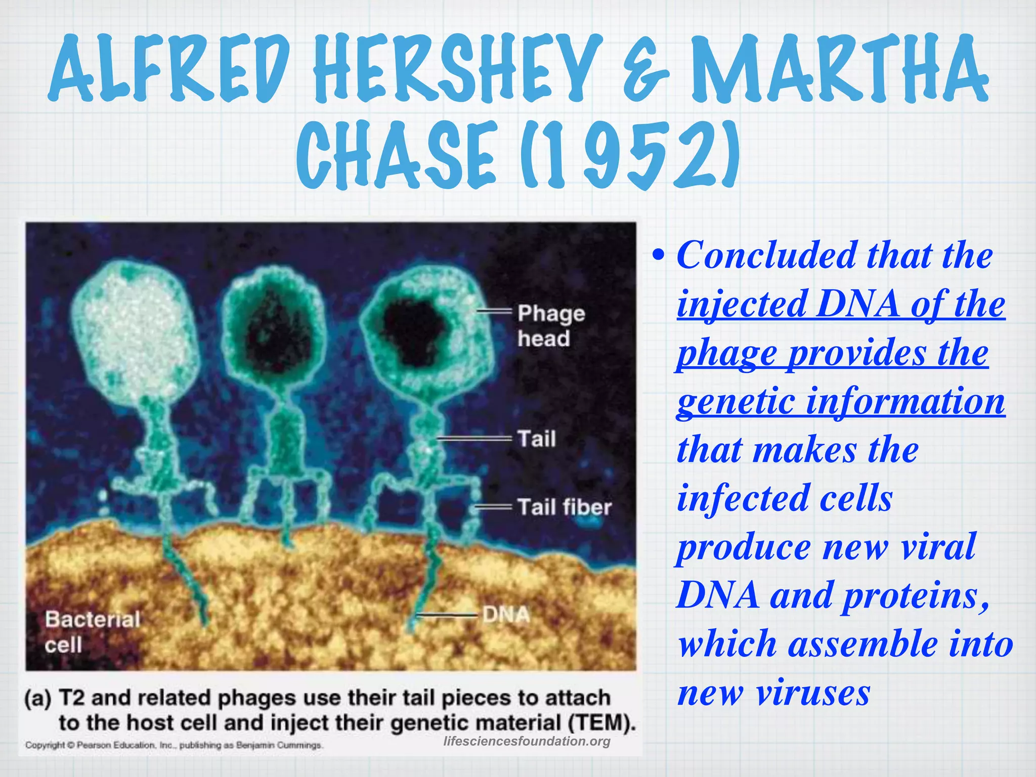 ALFRED HERSHEY & MARTHA 
CHASE (1952) 
lifesciencesfoundation.org 
• 
Concluded that the 
injected DNA of the 
phage provides the 
genetic information 
that makes the 
infected cells 
produce new viral 
DNA and proteins, 
which assemble into 
new viruses 
 