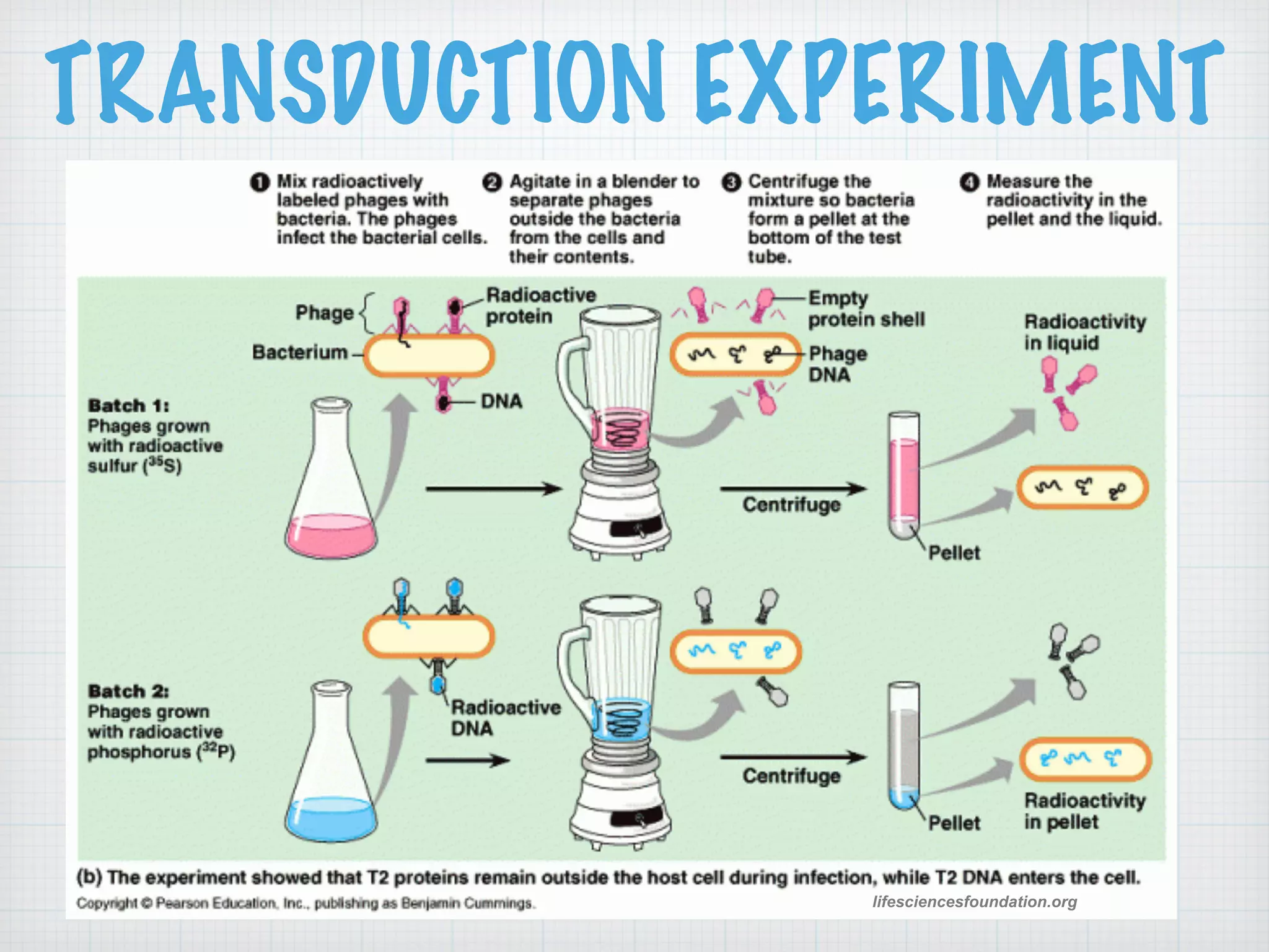 TRANSDUCTION EXPERIMENT 
lifesciencesfoundation.org 
 
