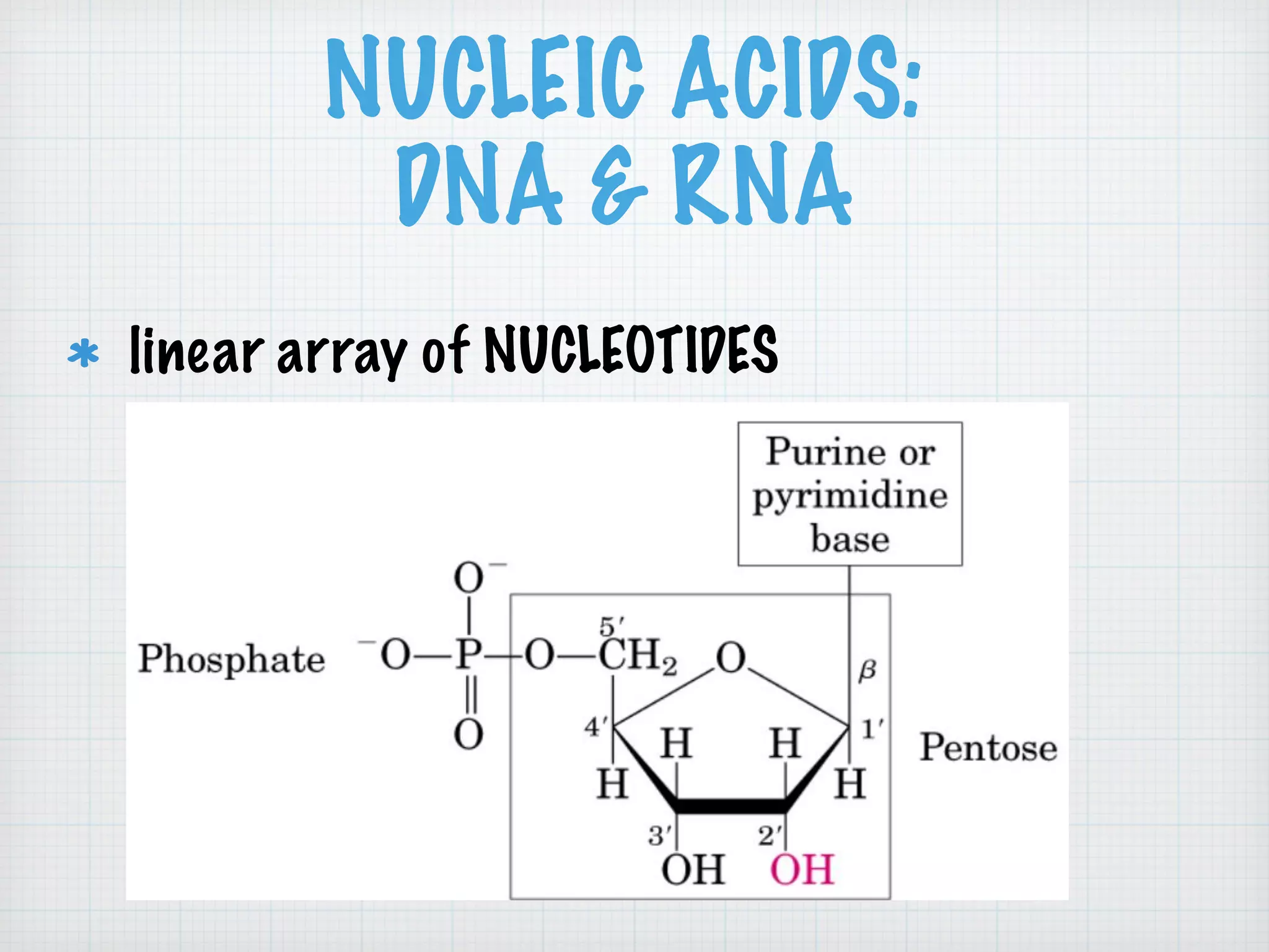 NUCLEIC ACIDS: 
DNA & RNA 
linear array of NUCLEOTIDES 
 