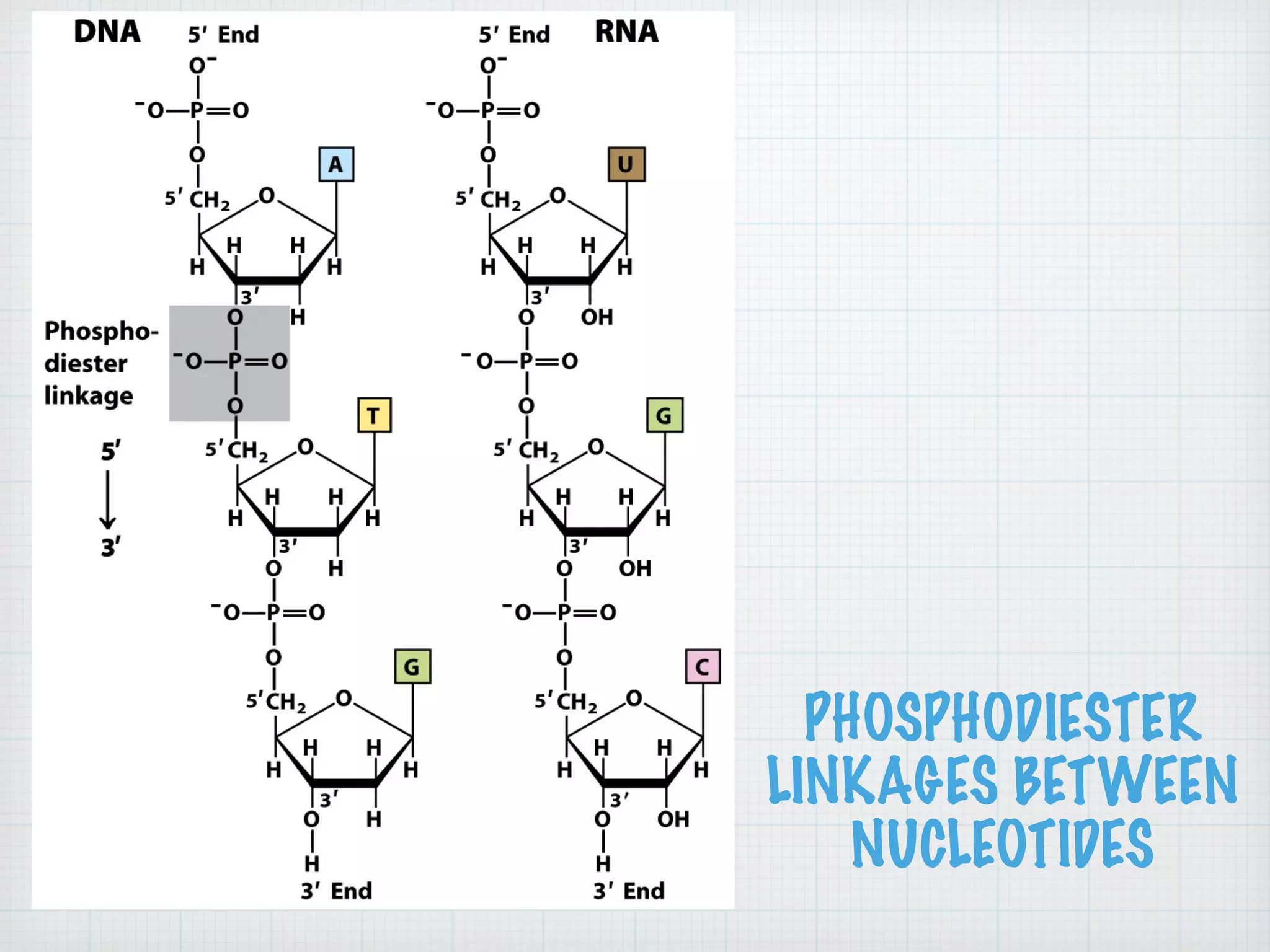 PHOSPHODIESTER 
LINKAGES BETWEEN 
NUCLEOTIDES 
 