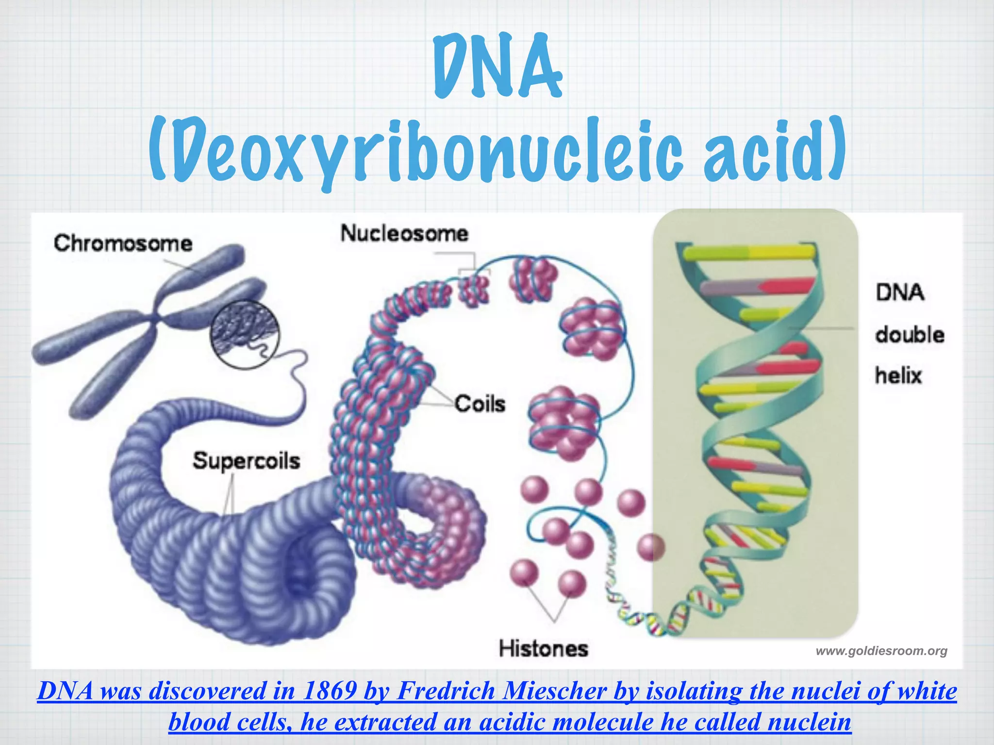 DNA 
(Deoxyribonucleic acid) 
www.goldiesroom.org 
DNA was discovered in 1869 by Fredrich Miescher by isolating the nuclei of white 
blood cells, he extracted an acidic molecule he called nuclein 
 