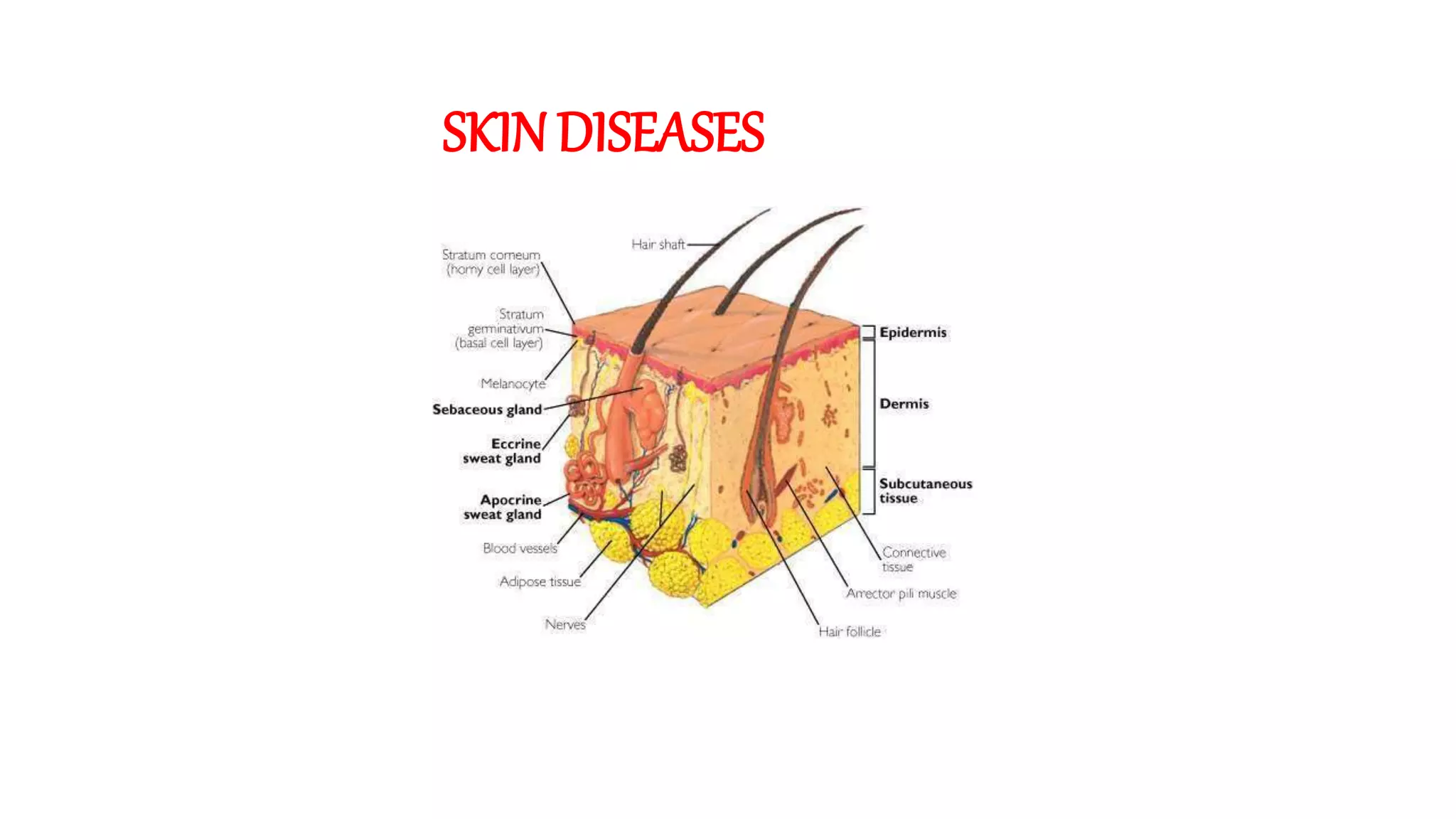 SKIN DISEASES
 