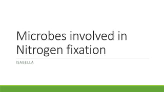 Microbes involved in
Nitrogen fixation
ISABELLA
 