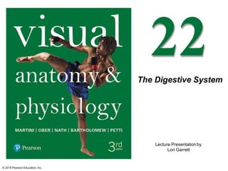 Lecture Presentation by
Lori Garrett
22
The Digestive System
© 2018 Pearson Education, Inc.
 