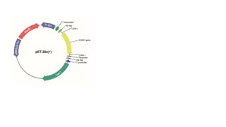 pET Bacterial Recombinant Protein Vector
