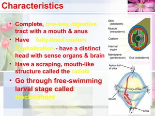 Characteristics
• Complete, one-way digestive
tract with a mouth & anus
• Have a fully-lined coelom
• Cephalization - have a distinct
head with sense organs & brain
• Have a scraping, mouth-like
structure called the radula
• Go through free-swimming
larval stage called
trochophore
 
