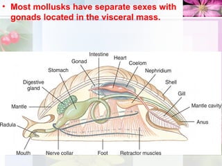 • Most mollusks have separate sexes with
gonads located in the visceral mass.
 