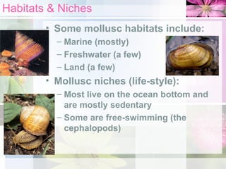 Habitats & Niches
• Some mollusc habitats include:
– Marine (mostly)
– Freshwater (a few)
– Land (a few)
• Mollusc niches (life-style):
– Most live on the ocean bottom and
are mostly sedentary
– Some are free-swimming (the
cephalopods)
 