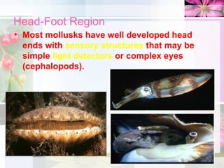 Head-Foot Region
• Most mollusks have well developed head
ends with sensory structures that may be
simple light detectors or complex eyes
(cephalopods).
 