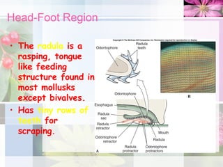 Head-Foot Region
• The radula is a
rasping, tongue
like feeding
structure found in
most mollusks
except bivalves.
• Has tiny rows of
teeth for
scraping.
 