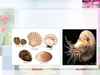 Bivalves Nautilus
 
