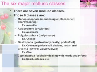 The six major mollusc classes
• There are seven mollusc classes.
• Those 6 classes are:
– Monoplacophora (mono=single; placo=shell;
phora=bearing)
• Ex. Neopilina
– Aplacophora (a=without)
• Ex. Neomenia
– Polyplacophora (poly=many)
• Ex. Chitons
– Gastropoda (gastro=body cavity; poda=foot)
• Ex. Common garden snail, abalone, turban snail
– Bivalvia (bi=two; valvia=valves)
• Ex. Clam
– Cephalopoda (cephalo=dealing with head; poda=foot)
• Ex. Squid, octopus, etc.
 