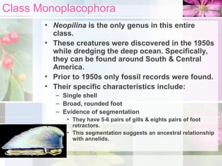 Class Monoplacophora
• Neopilina is the only genus in this entire
class.
• These creatures were discovered in the 1950s
while dredging the deep ocean. Specifically,
they can be found around South & Central
America.
• Prior to 1950s only fossil records were found.
• Their specific characteristics include:
– Single shell
– Broad, rounded foot
– Evidence of segmentation
• They have 5-6 pairs of gills & eights pairs of foot
retractors.
• This segmentation suggests an ancestral relationship
with annelids.
 