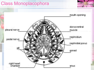 Class Monoplacophora
 