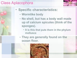 Class Aplacophora
• Specific characteristics:
– Wormlike body
– No shell, but has a body wall made
up of calcium spicules (think of the
sponges).
• It is this that puts them in the phylum
mollusca
– They are generally found on the
ocean floor.
 