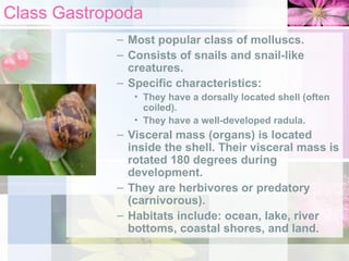 Class Gastropoda
– Most popular class of molluscs.
– Consists of snails and snail-like
creatures.
– Specific characteristics:
• They have a dorsally located shell (often
coiled).
• They have a well-developed radula.
– Visceral mass (organs) is located
inside the shell. Their visceral mass is
rotated 180 degrees during
development.
– They are herbivores or predatory
(carnivorous).
– Habitats include: ocean, lake, river
bottoms, coastal shores, and land.
 