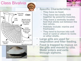 Class Bivalvia
• Specific Characteristics:
– They have no head.
– They have two shells held
together by powerful muscles.
– They have a ventrally located
foot that sticks out between the
two valves.
– Habitats include: marine and
freshwater.
– They tend to burrow into soft
mud or sand or attach to rocks
or other shells.
• Large gills are used for
respiration and filter feeding.
• Food is trapped by mucus on
the gills and moved by cilia.
Water enters and exits
through siphons.
 