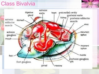 Class Bivalvia
 