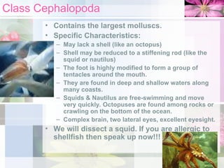 Class Cephalopoda
• Contains the largest molluscs.
• Specific Characteristics:
– May lack a shell (like an octopus)
– Shell may be reduced to a stiffening rod (like the
squid or nautilus)
– The foot is highly modified to form a group of
tentacles around the mouth.
– They are found in deep and shallow waters along
many coasts.
– Squids & Nautilus are free-swimming and move
very quickly. Octopuses are found among rocks or
crawling on the bottom of the ocean.
– Complex brain, two lateral eyes, excellent eyesight.
• We will dissect a squid. If you are allergic to
shellfish then speak up now!!!
 