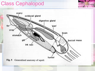Class Cephalopod
 
