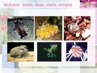 Mollusca - snails, slugs, clams, octopus
 