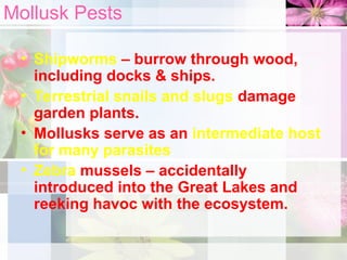 Mollusk Pests
• Shipworms – burrow through wood,
including docks & ships.
• Terrestrial snails and slugs damage
garden plants.
• Mollusks serve as an intermediate host
for many parasites.
• Zebra mussels – accidentally
introduced into the Great Lakes and
reeking havoc with the ecosystem.
 