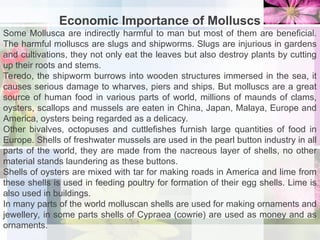 Economic Importance of Molluscs
Some Mollusca are indirectly harmful to man but most of them are beneficial.
The harmful molluscs are slugs and shipworms. Slugs are injurious in gardens
and cultivations, they not only eat the leaves but also destroy plants by cutting
up their roots and stems.
Teredo, the shipworm burrows into wooden structures immersed in the sea, it
causes serious damage to wharves, piers and ships. But molluscs are a great
source of human food in various parts of world, millions of maunds of clams,
oysters, scallops and mussels are eaten in China, Japan, Malaya, Europe and
America, oysters being regarded as a delicacy.
Other bivalves, octopuses and cuttlefishes furnish large quantities of food in
Europe. Shells of freshwater mussels are used in the pearl button industry in all
parts of the world, they are made from the nacreous layer of shells, no other
material stands laundering as these buttons.
Shells of oysters are mixed with tar for making roads in America and lime from
these shells is used in feeding poultry for formation of their egg shells. Lime is
also used in buildings.
In many parts of the world molluscan shells are used for making ornaments and
jewellery, in some parts shells of Cypraea (cowrie) are used as money and as
ornaments.
 