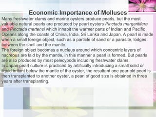 Economic Importance of Molluscs
Many freshwater clams and marine oysters produce pearls, but the most
valuable natural pearls are produced by pearl oysters Pinctada margaritifera
and Pinctada mertensi which inhabit the warmer parts of Indian and Pacific
Oceans along the coasts of China, India, Sri Lanka and Japan. A pearl is made
when a small foreign object, such as a particle of sand or a parasite, lodges
between the shell and the mantle.
The foreign object becomes a nucleus around which concentric layers of
nacreous are laid by the mantle, in this manner a pearl is formed. But pearls
are also produced by most pelecypods including freshwater clams.
In Japan pearl culture is practiced by artificially introducing a small solid or
liquid irritant below the mantle of the oyster, the resultant one year old pearl is
then transplanted to another oyster, a pearl of good size is obtained in three
years after transplanting.
 