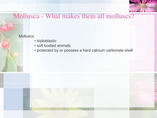 Mollusca - What makes them all molluscs?
Molluscs
• triploblastic
• soft bodied animals
• protected by or possess a hard calcium carbonate shell
 