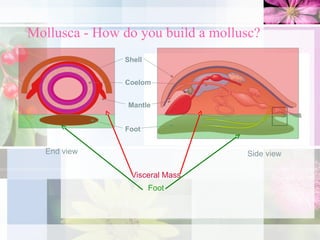 Mollusca - How do you build a mollusc?
End view Side view
Coelom
Shell
Mantle
Foot
Visceral Mass
Foot
 