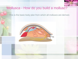 Mollusca - How do you build a mollusc?
This is the basic body plan from which all molluscs are derived.
 